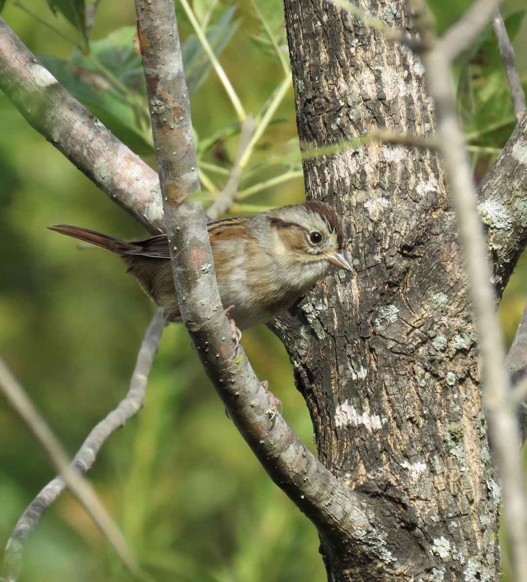 Swamp Sparrow - ML646297572