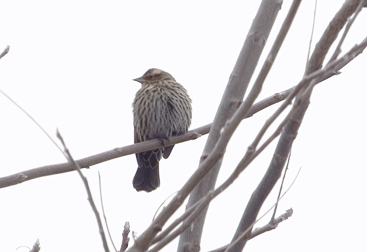 Red-winged Blackbird - ML646297573