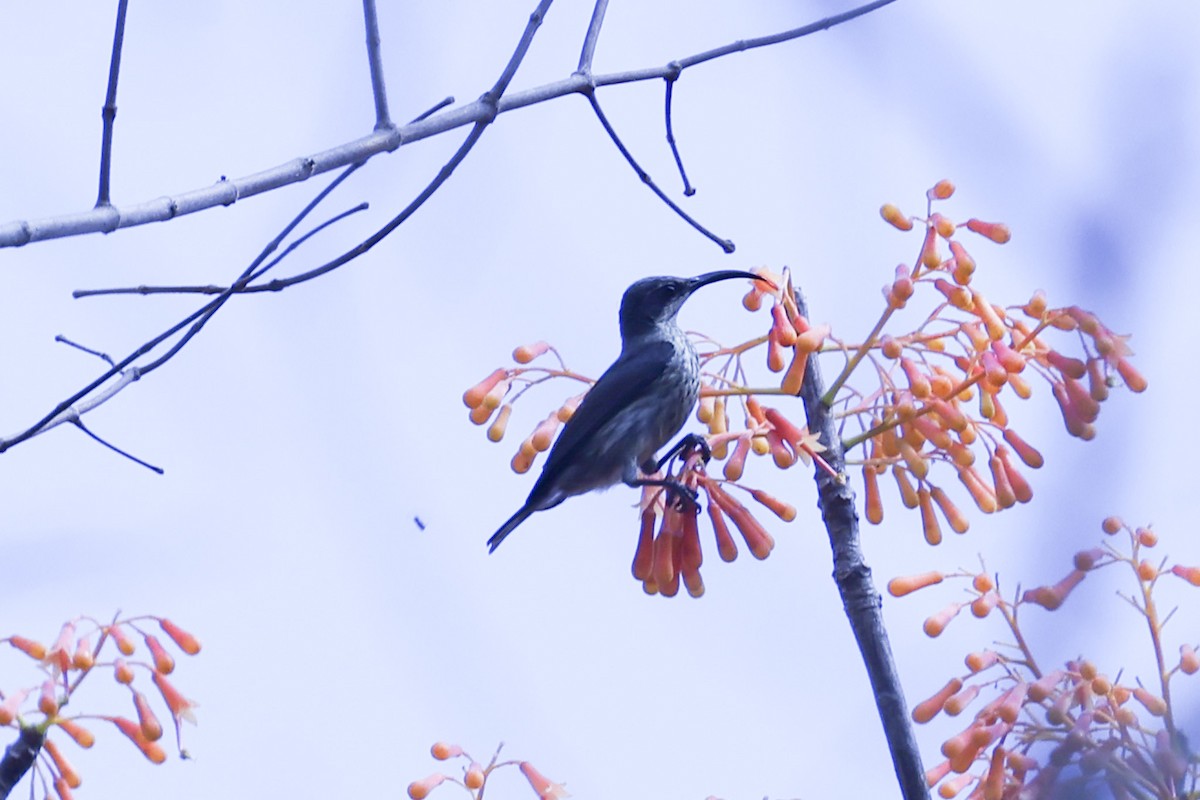 Malagasy Sunbird - ML646297574