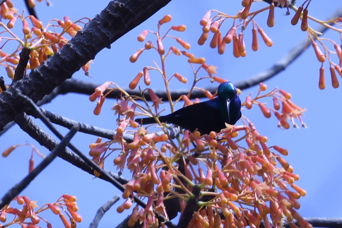 Malagasy Sunbird - ML646297575