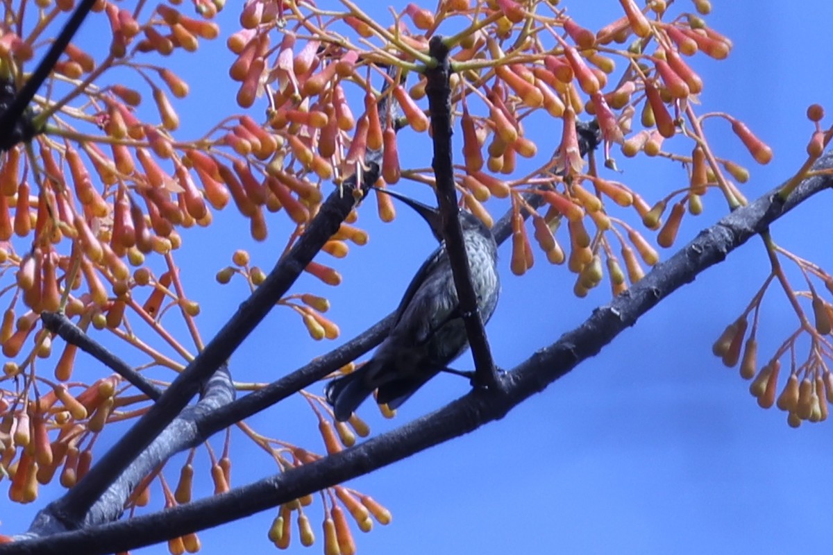 Malagasy Sunbird - ML646297576