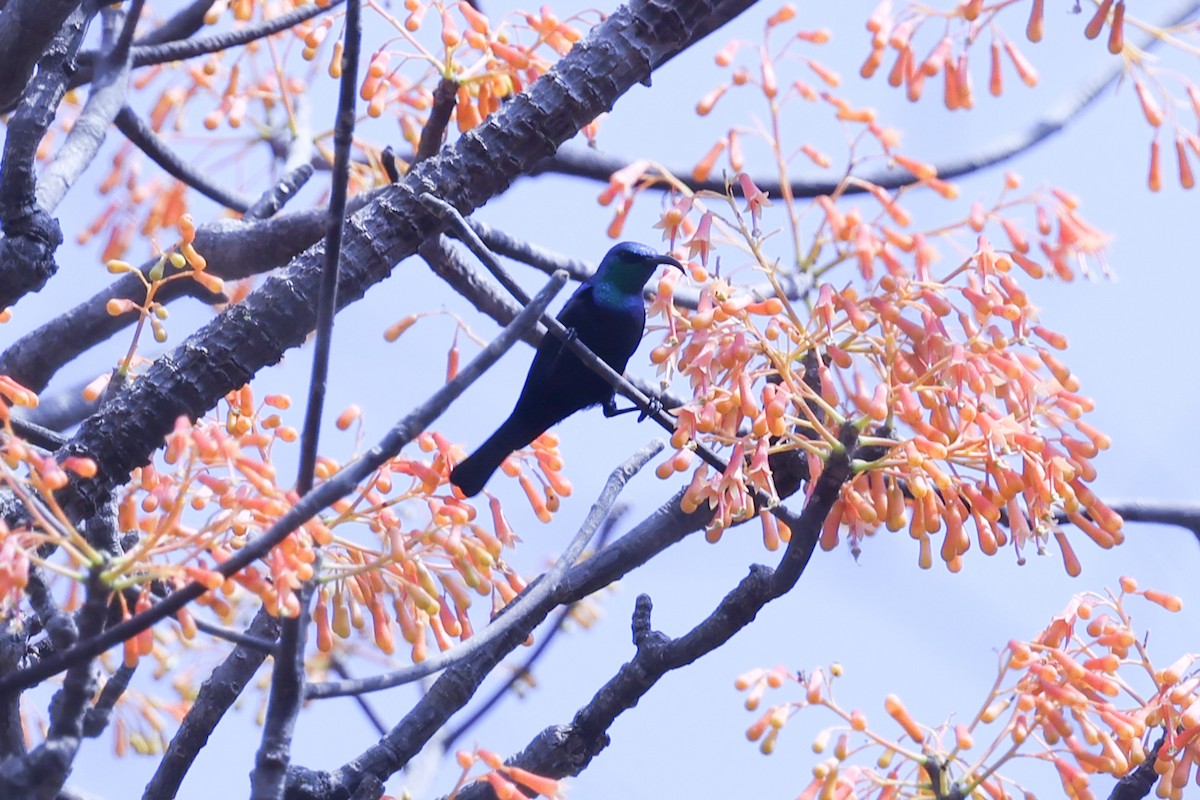 Malagasy Sunbird - ML646297577