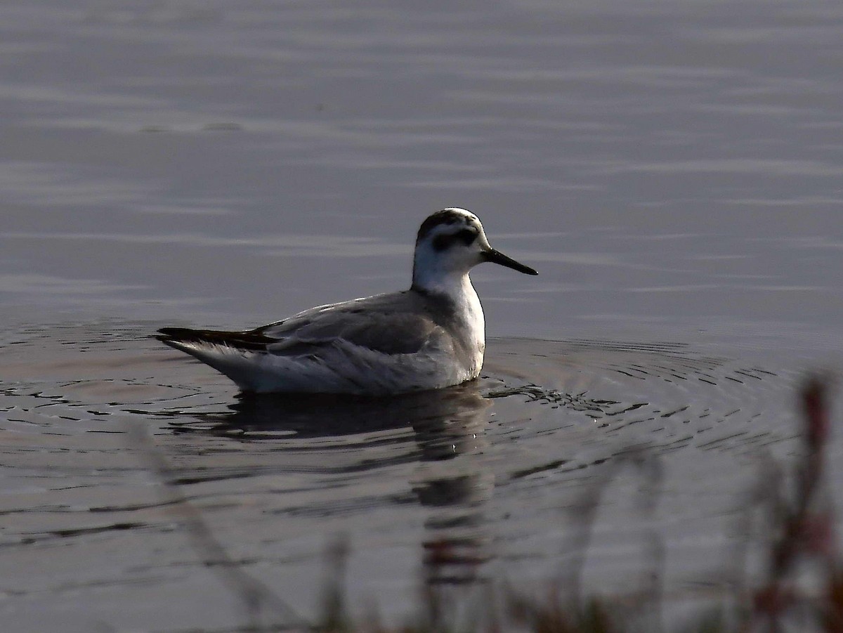 Red Phalarope - ML646297579