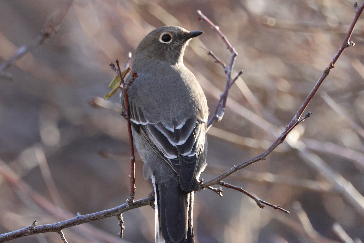 Townsend's Solitaire - ML646297580