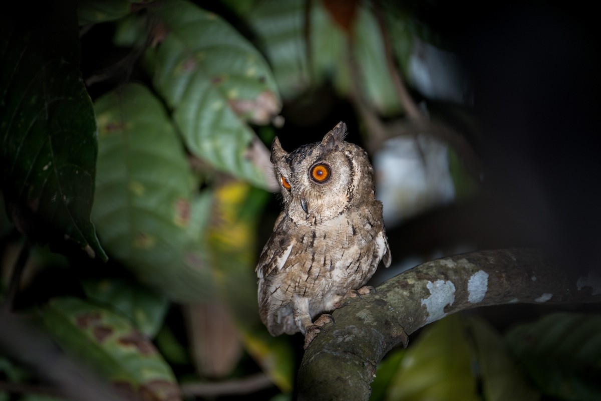 Indian Scops-Owl - ML646297581