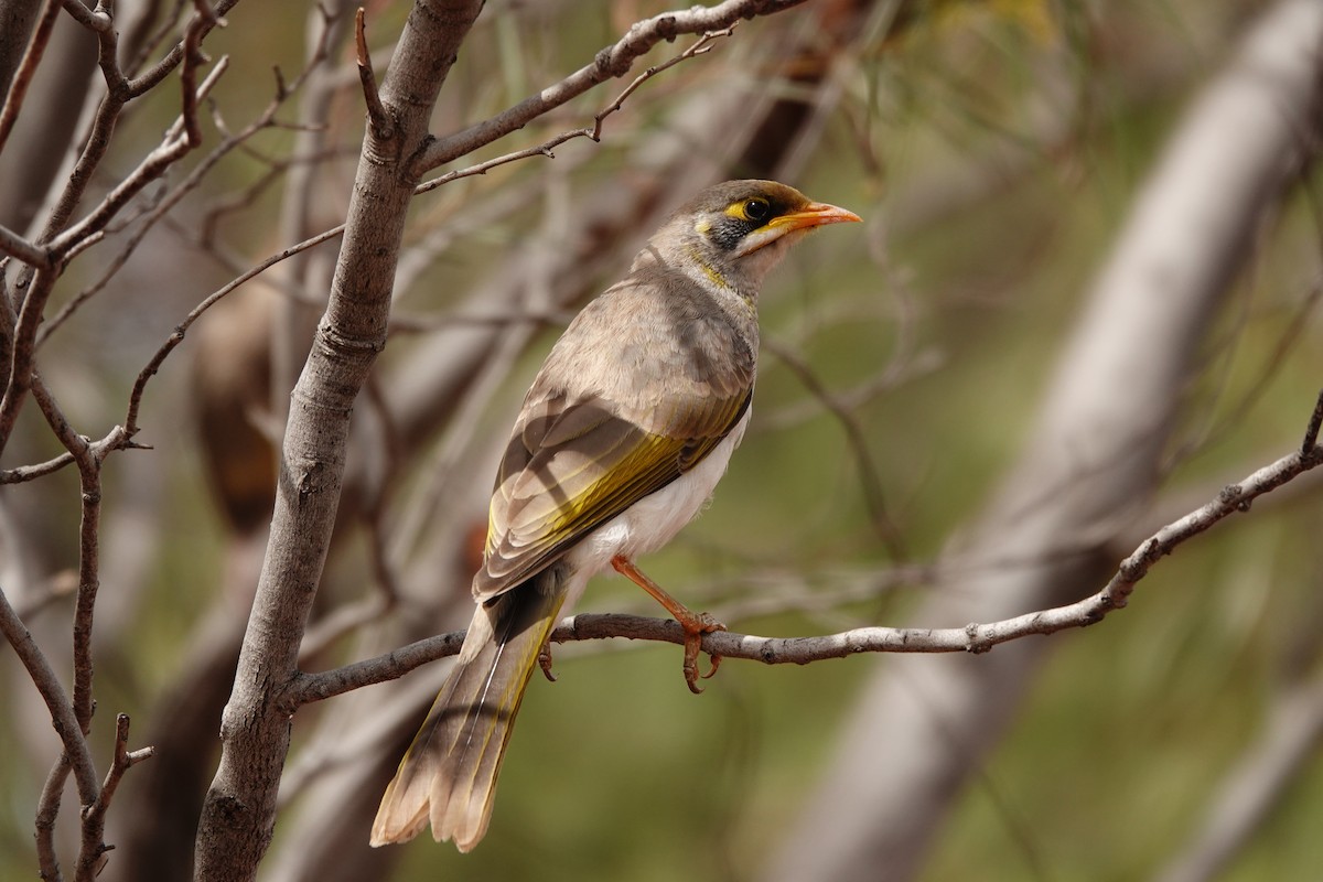 Yellow-throated Miner - ML646297583