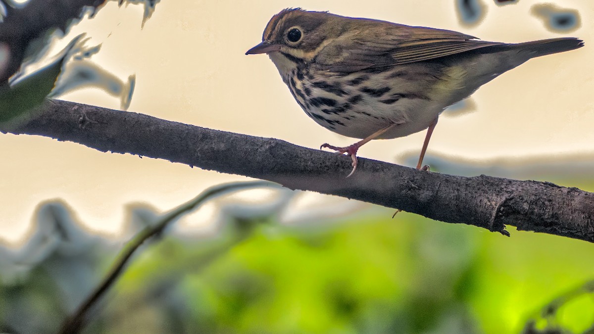 Ovenbird - ML646297584