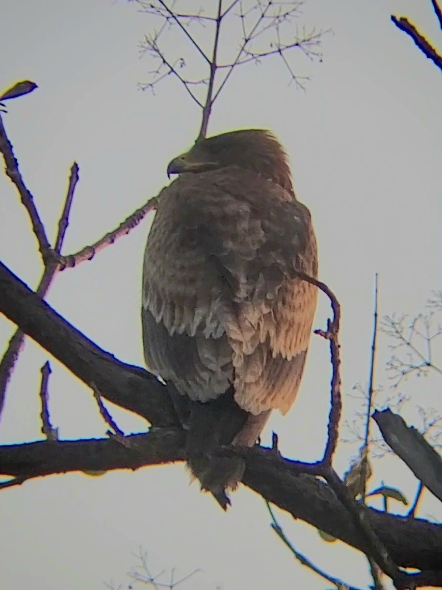 Steppe Eagle - ML646297586