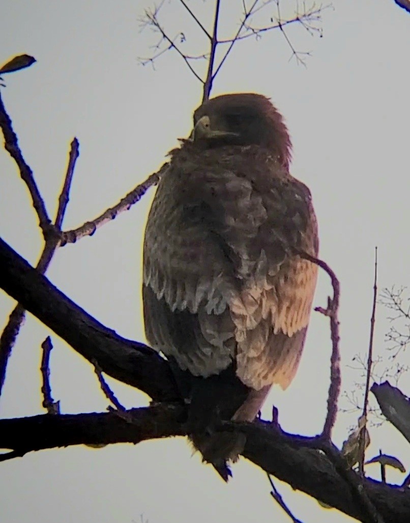 Steppe Eagle - ML646297587