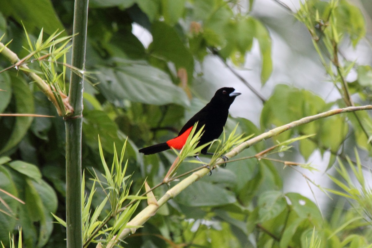 Scarlet-rumped Tanager (Passerini's) - ML646297588