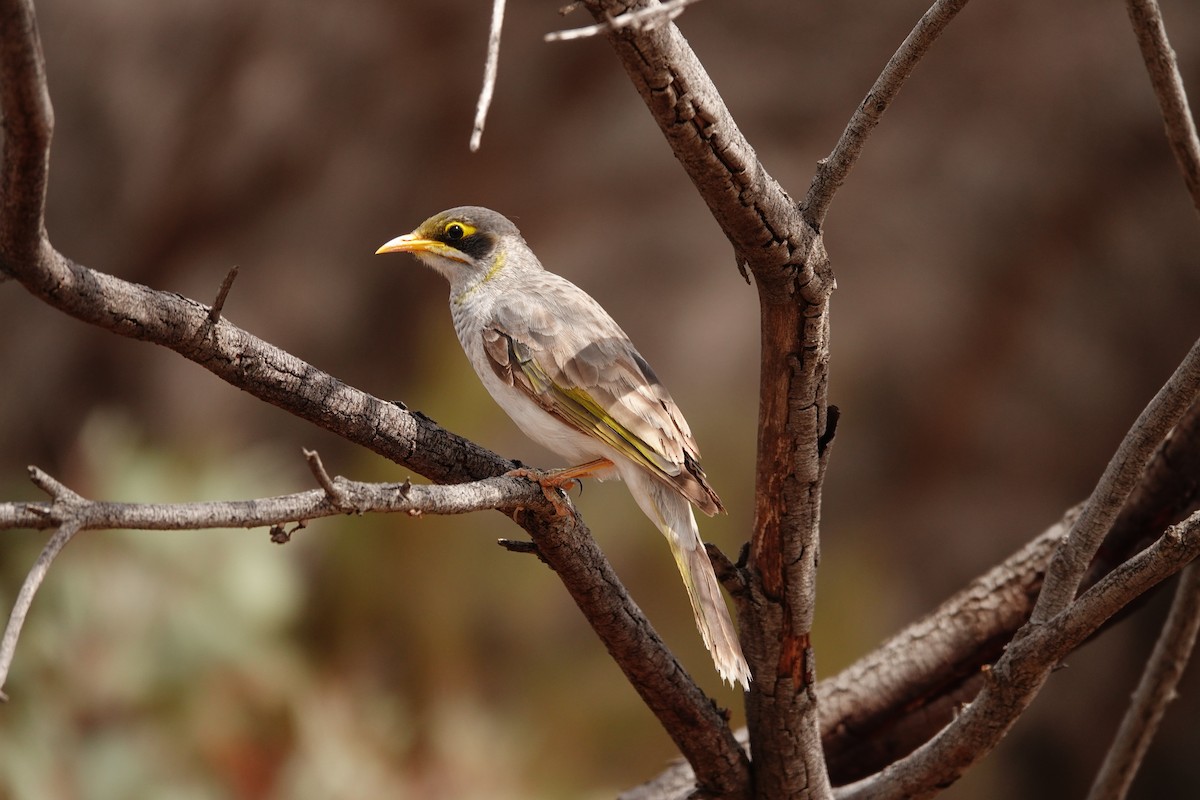 Yellow-throated Miner - ML646297589
