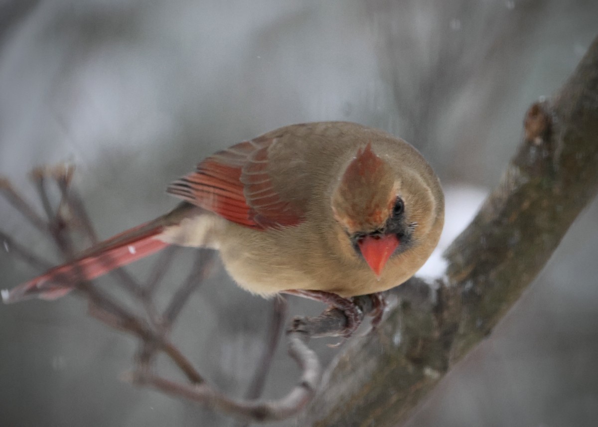 Northern Cardinal - ML646297590
