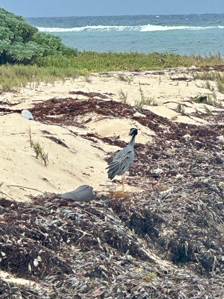 Yellow-crowned Night Heron - ML646297591