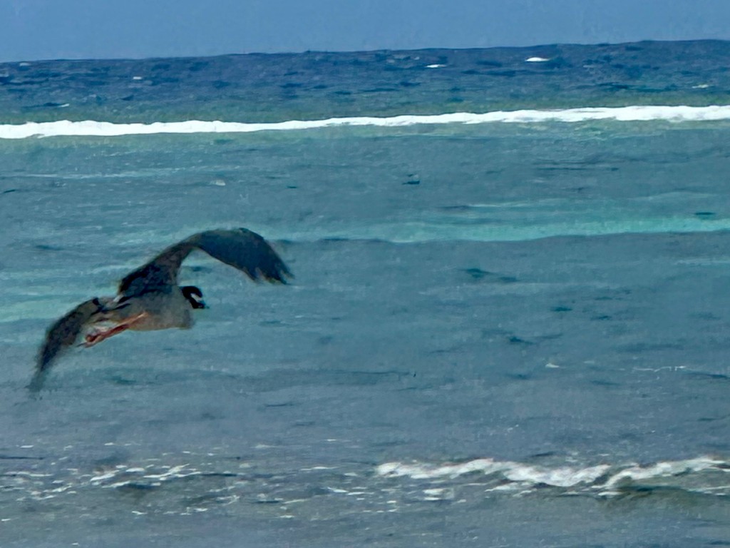 Yellow-crowned Night Heron - ML646297592