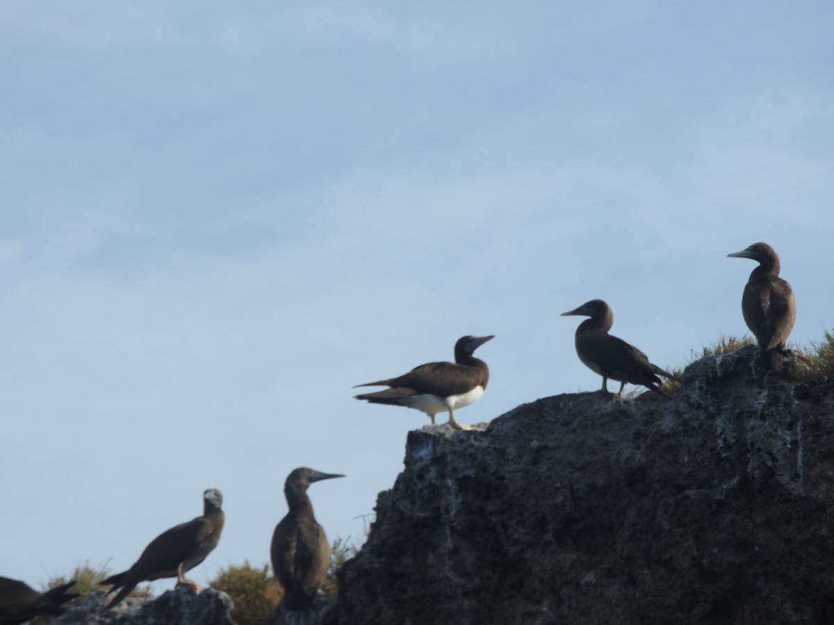 Cocos Booby - ML646297593