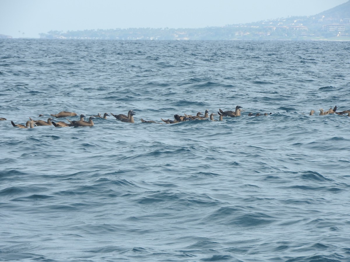 Cocos Booby - ML646297594