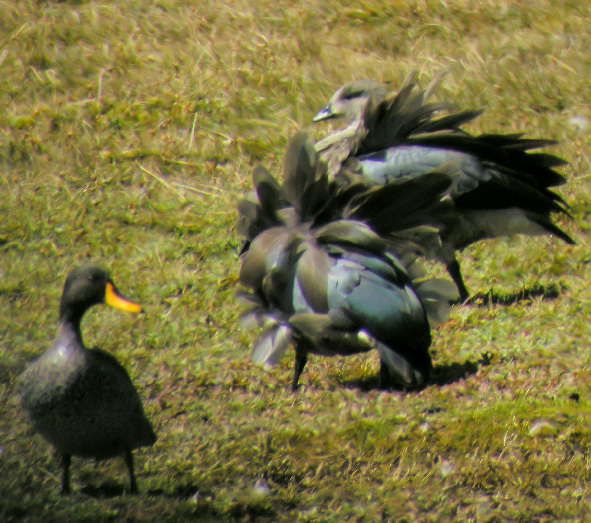 Moorland Francolin - ML646297605