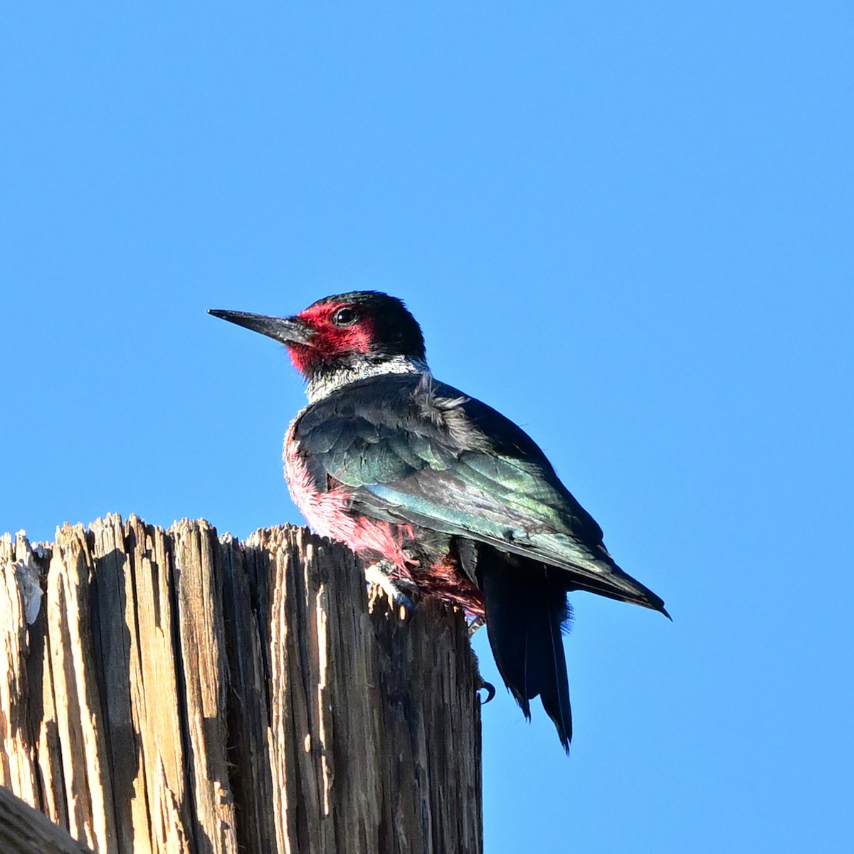 Lewis's Woodpecker - ML646297607