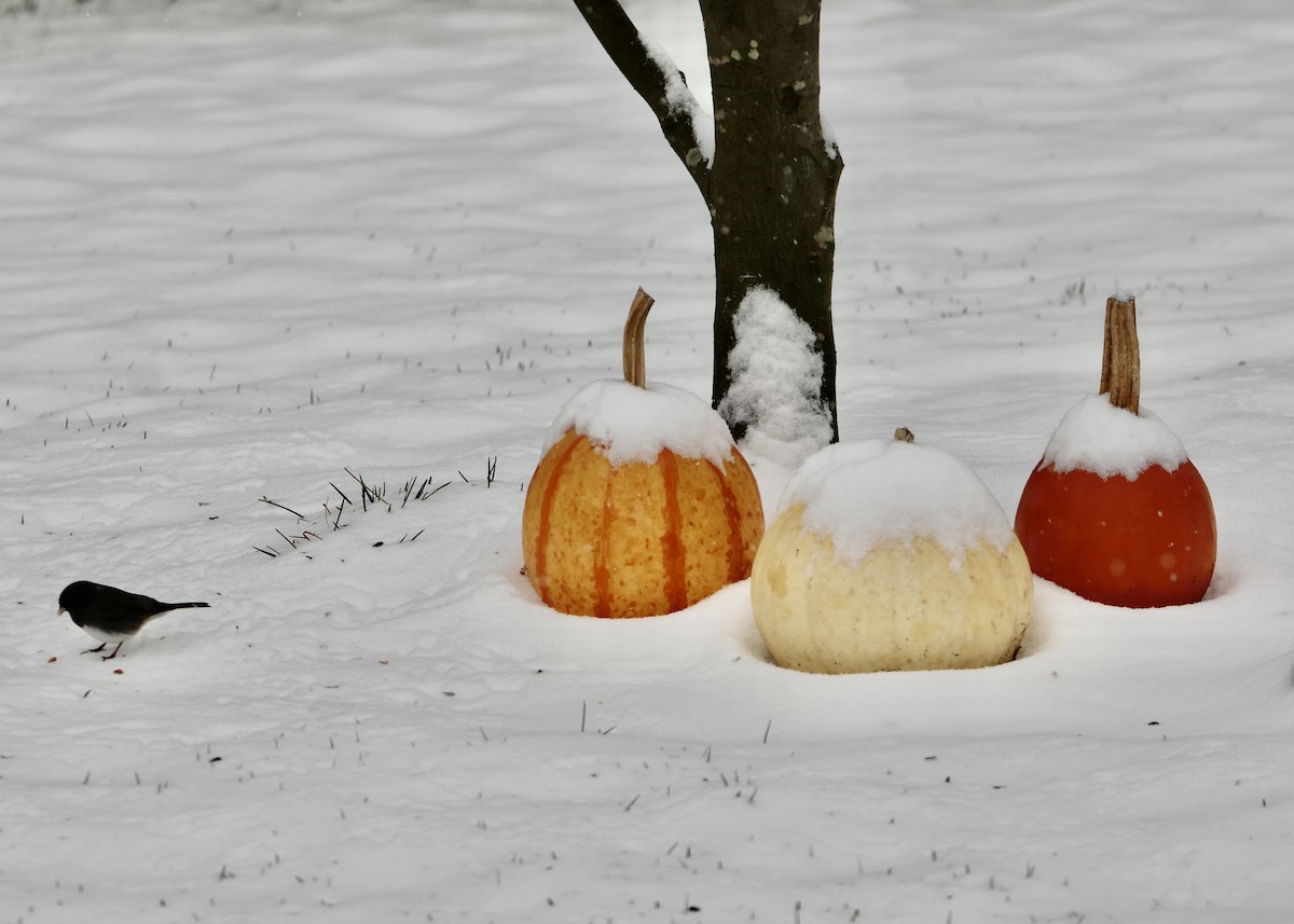 Dark-eyed Junco (Slate-colored) - ML646297608