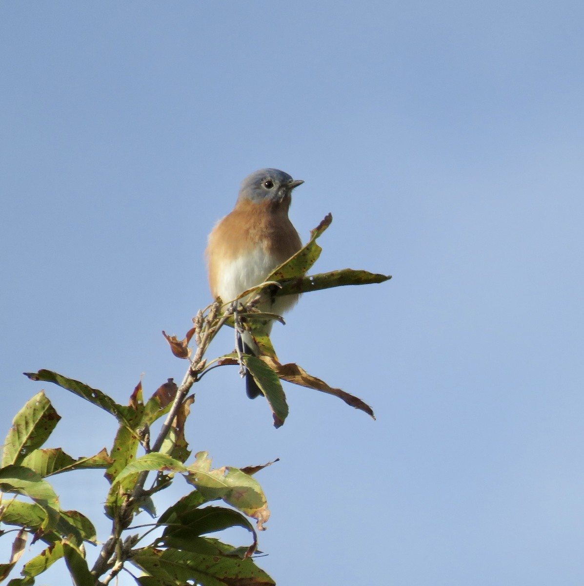 Eastern Bluebird - ML646297609