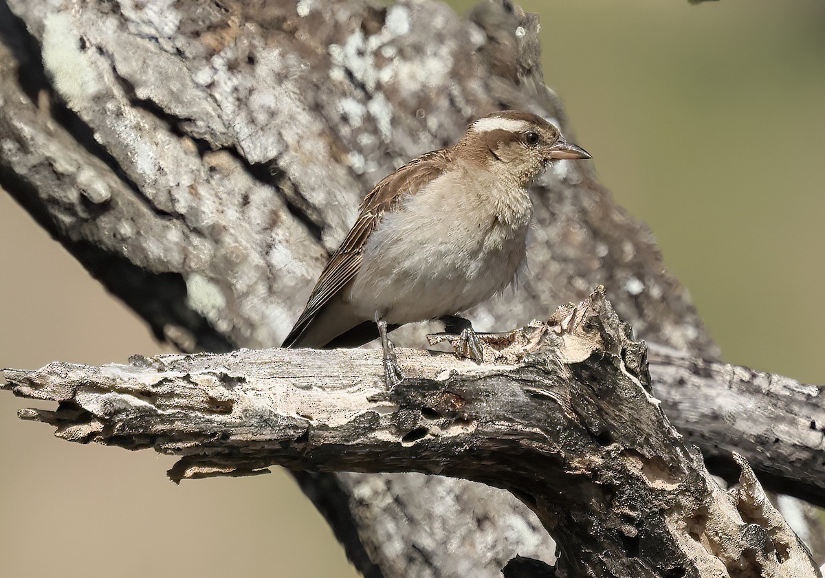 Yellow-throated Bush Sparrow - ML646297610