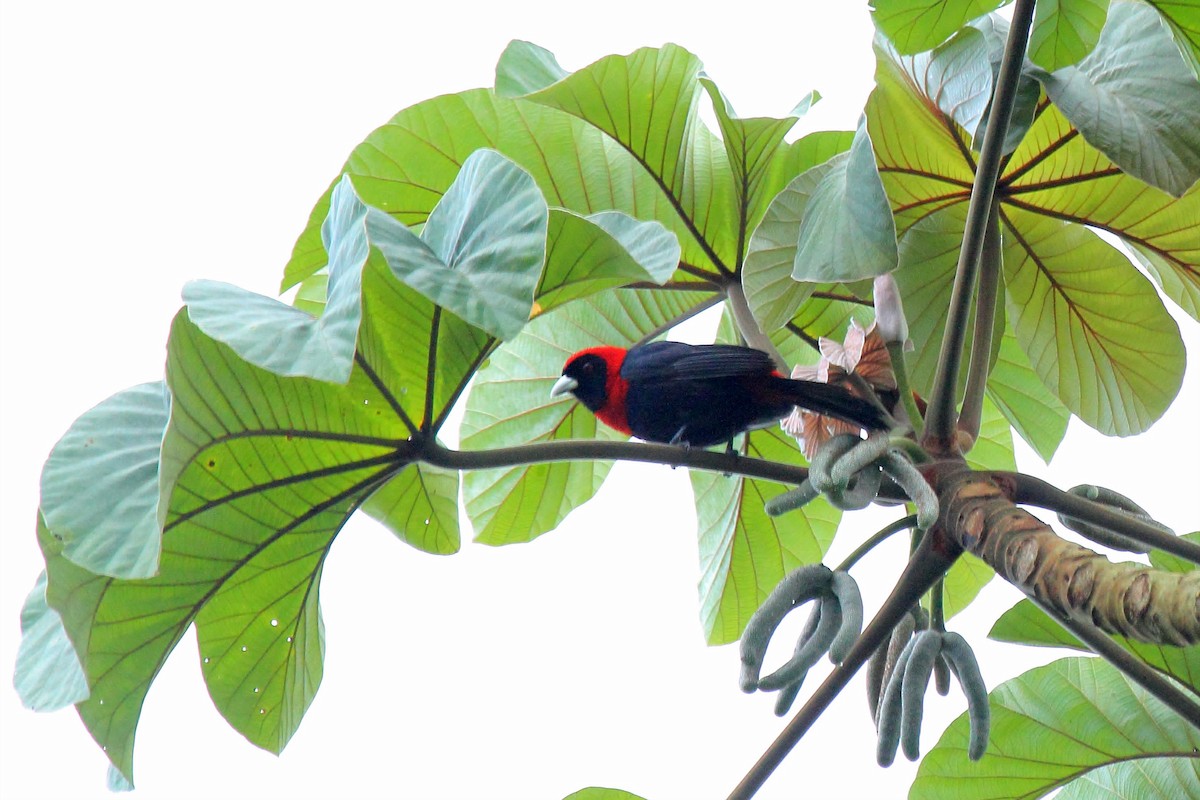 Crimson-collared Tanager - ML646297613
