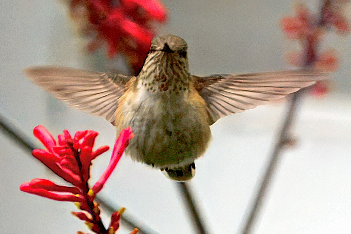 Calliope Hummingbird - ML646297614