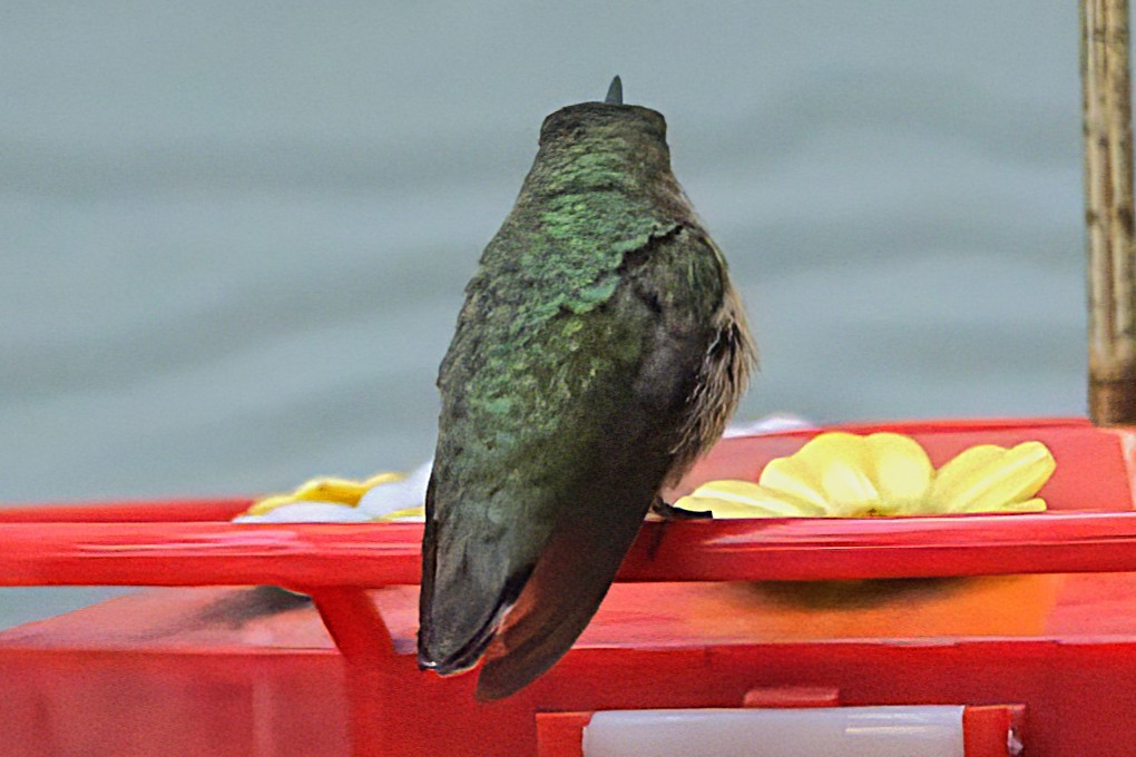 Calliope Hummingbird - ML646297616
