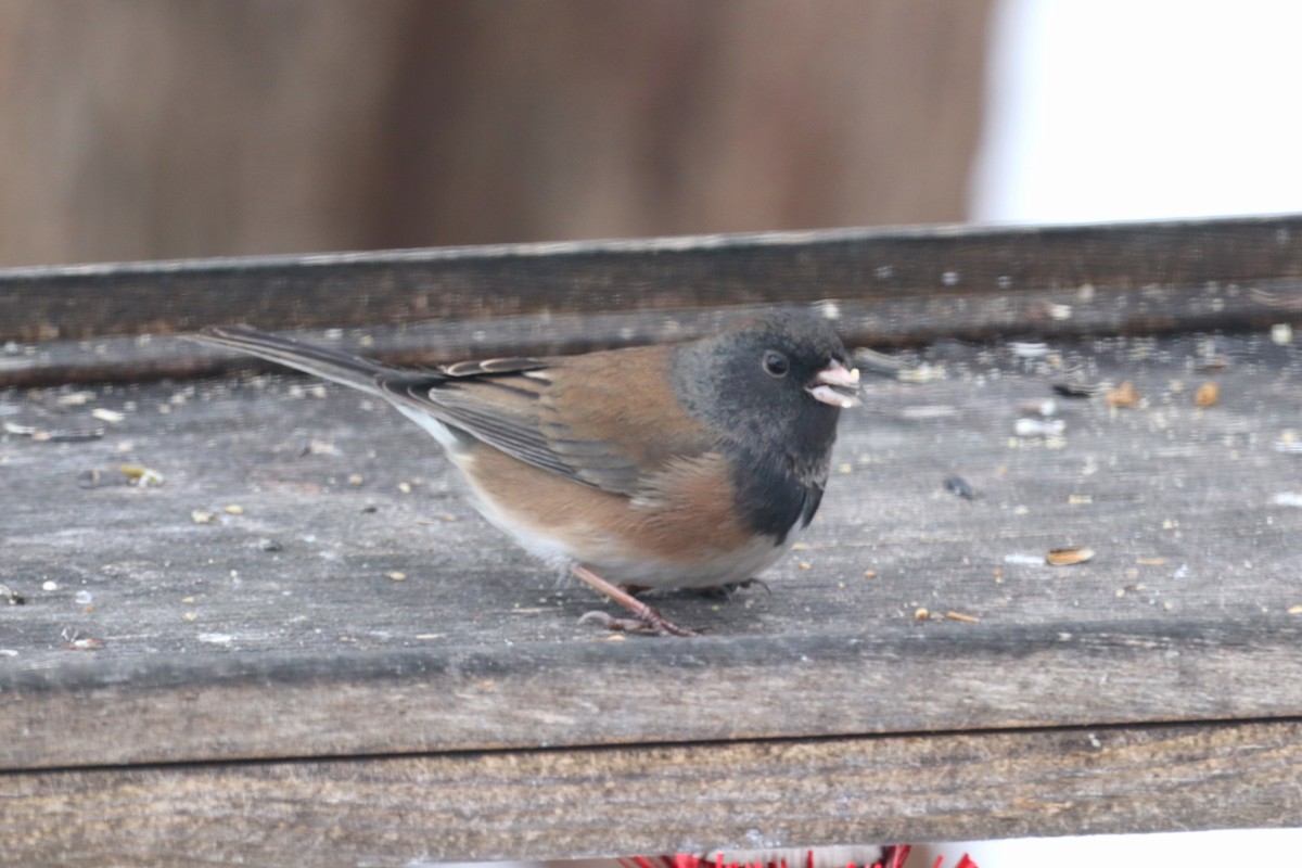 Dark-eyed Junco (Oregon) - ML646297618