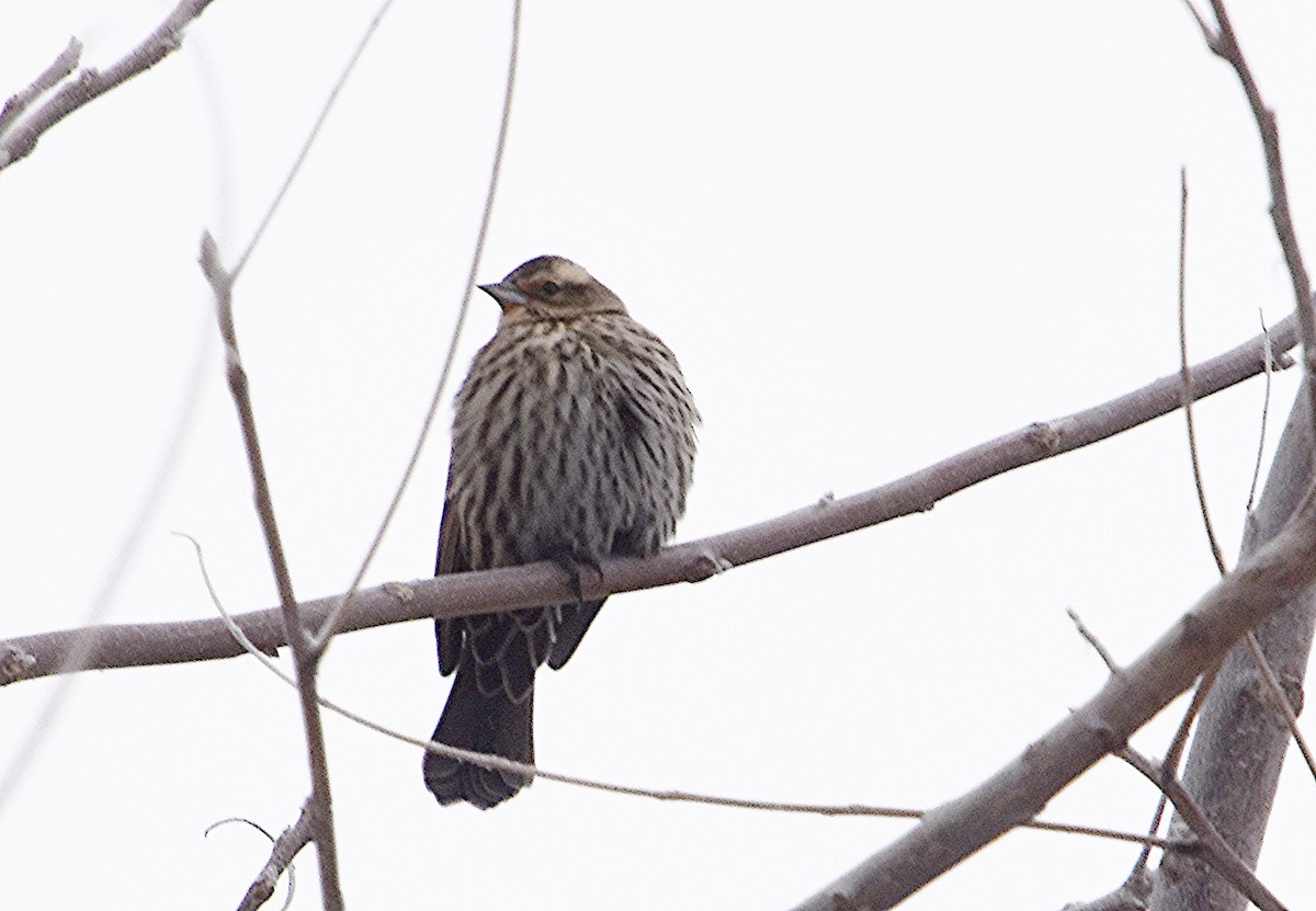 Red-winged Blackbird - ML646297621