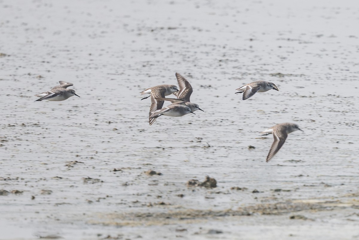 Little Stint - ML646297622