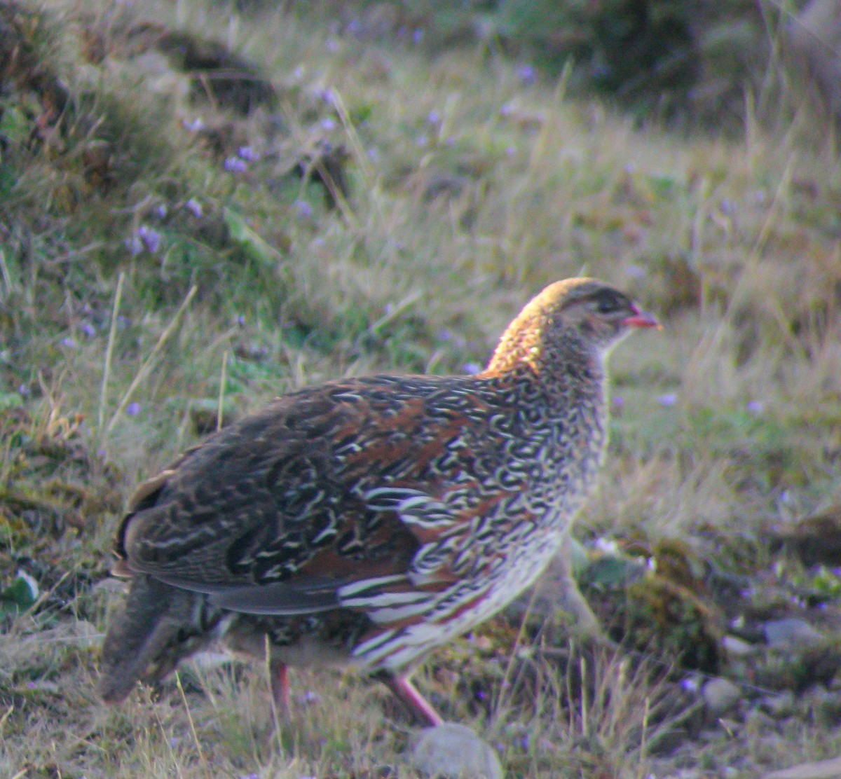 Chestnut-naped Spurfowl - ML646297623