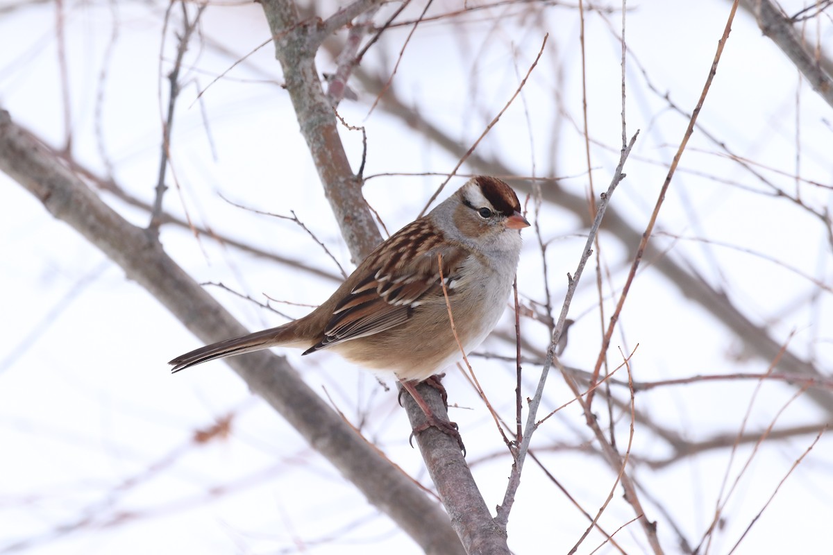 White-crowned Sparrow - ML646297624