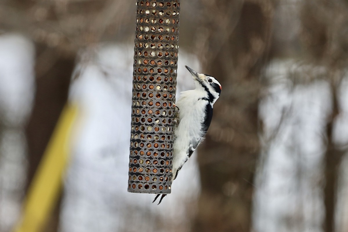 Hairy Woodpecker - ML646297626