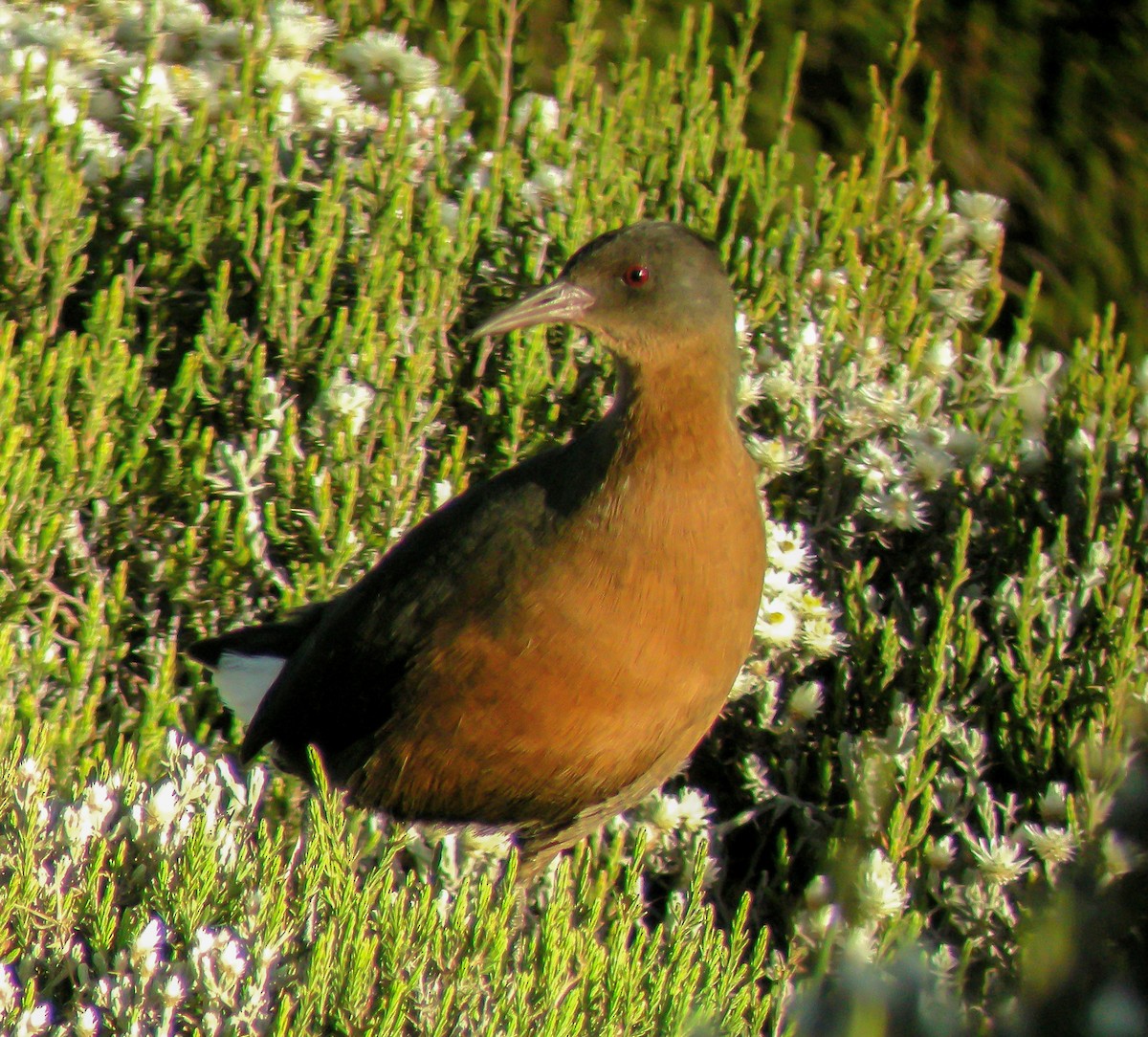 Эфиопский пастушок - ML646297630