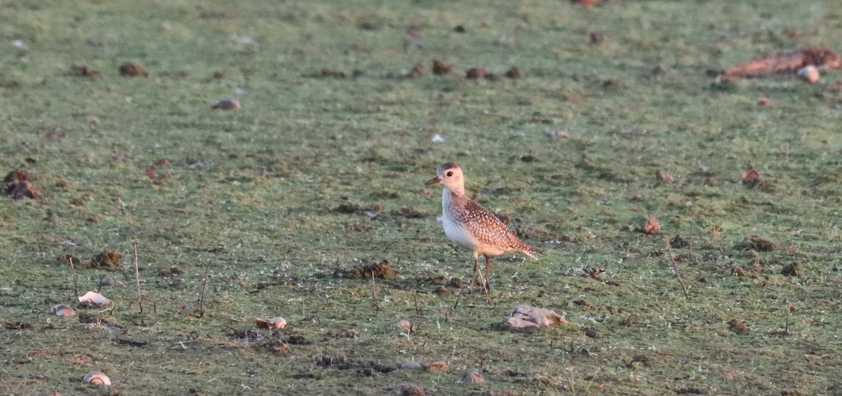 Black-bellied Plover - ML646297633