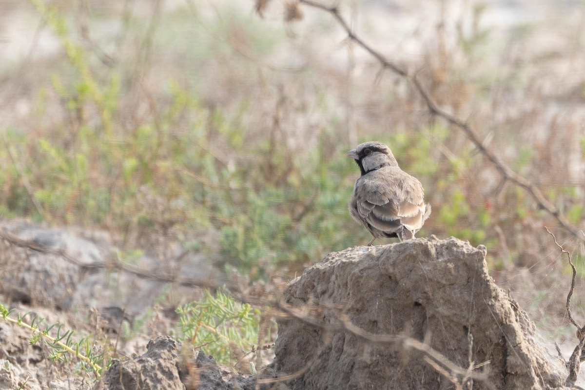 Ashy-crowned Sparrow-Lark - ML646297634