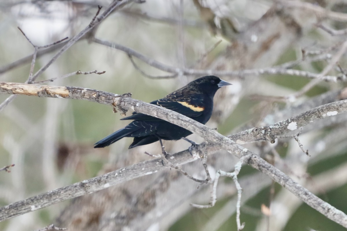 Red-winged Blackbird - ML646297635