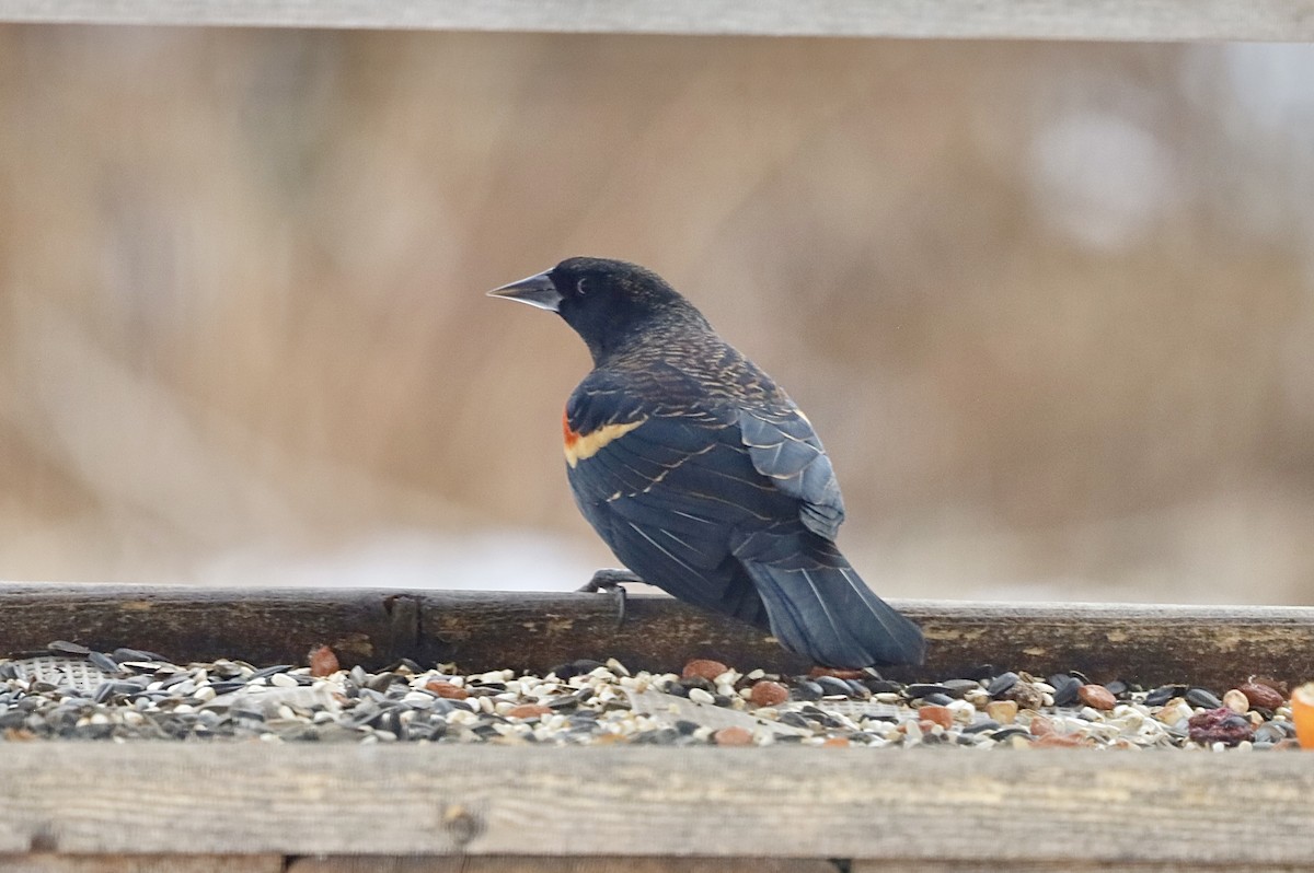 Red-winged Blackbird - ML646297636