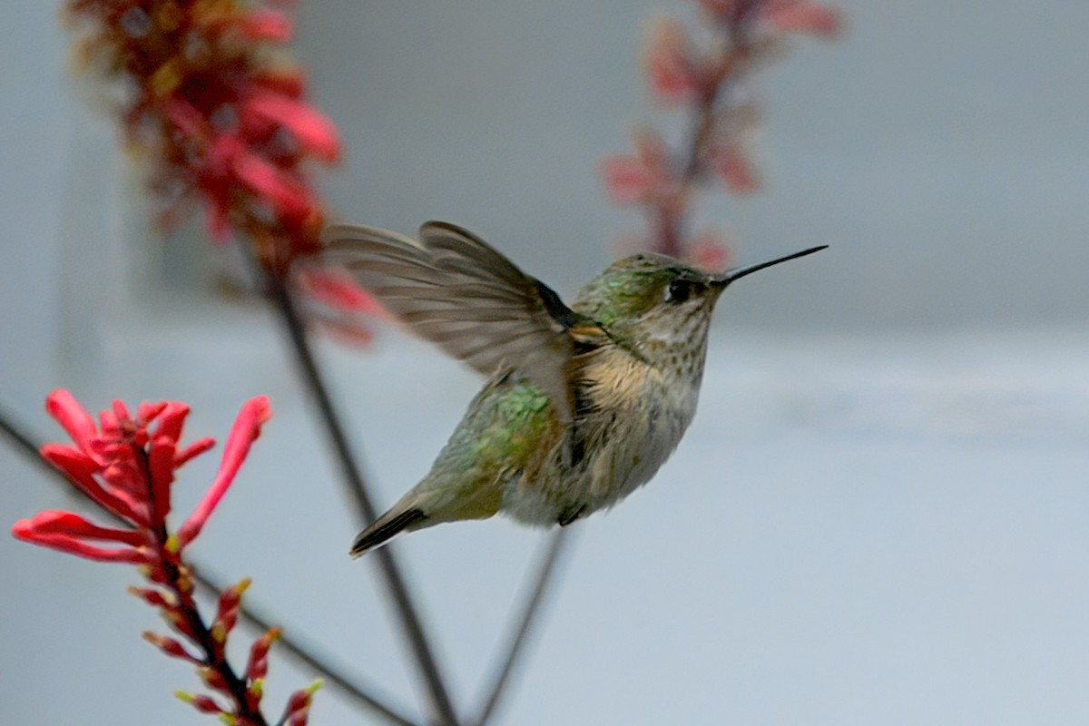 Calliope Hummingbird - ML646297637