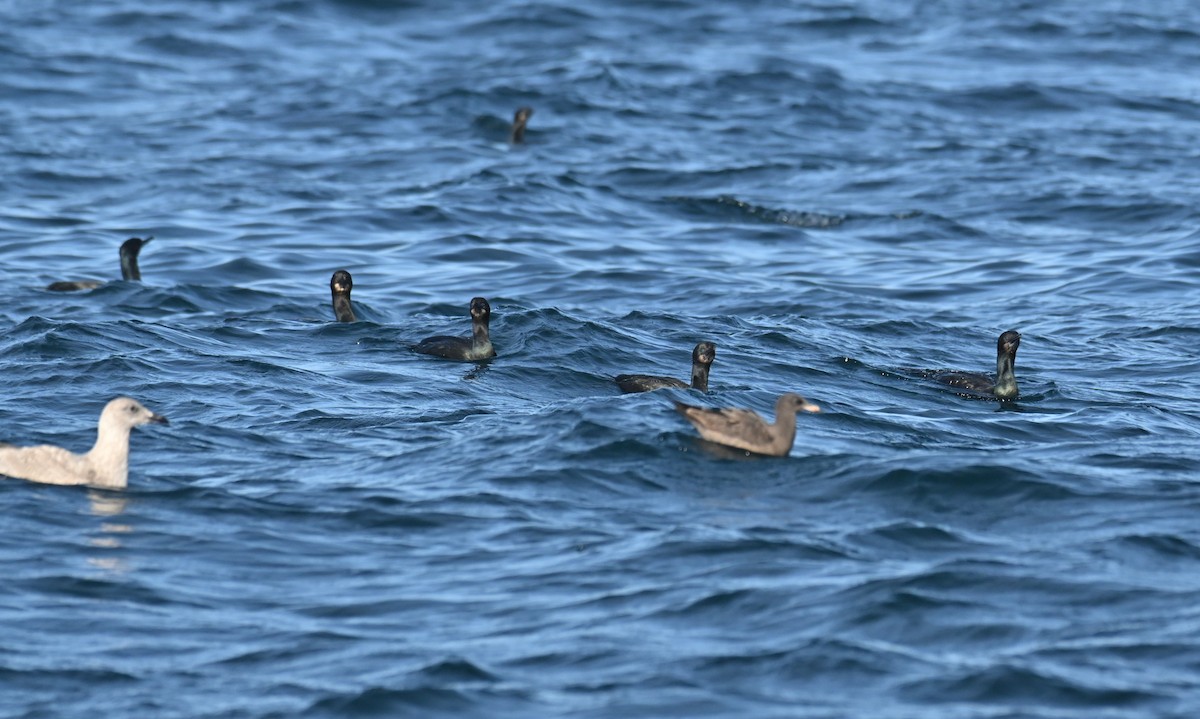 Brandt Karabatağı - ML646297638