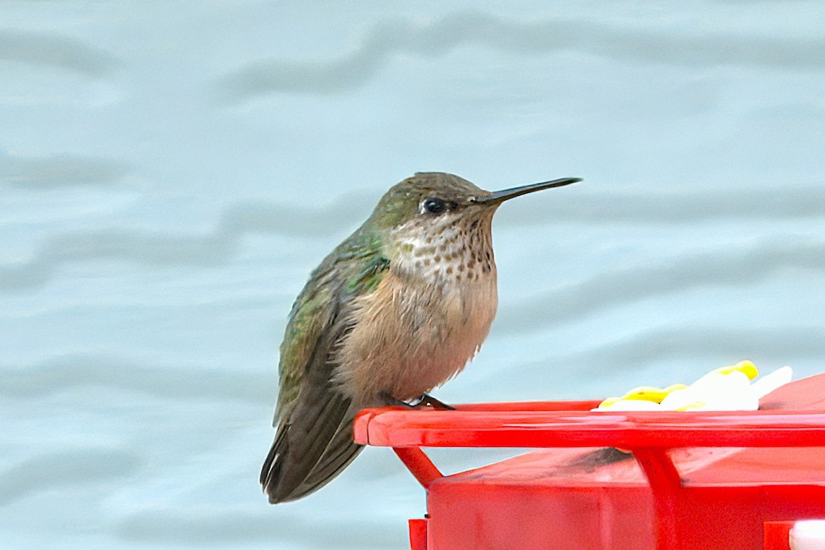 Calliope Hummingbird - ML646297639