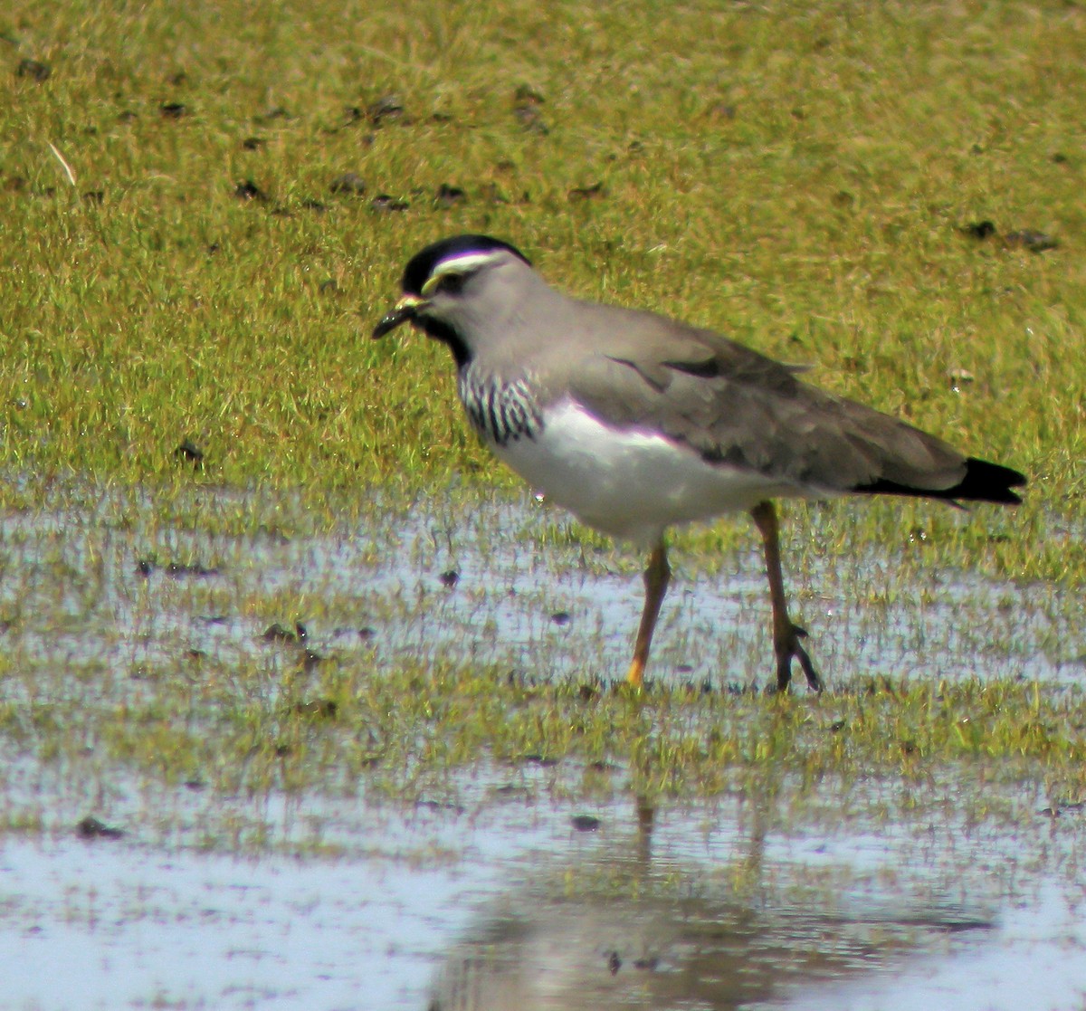 Spot-breasted Lapwing - ML646297640
