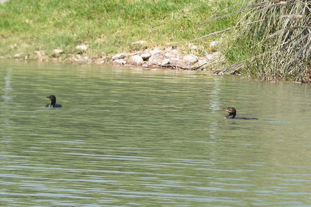Neotropic Cormorant - ML646297642