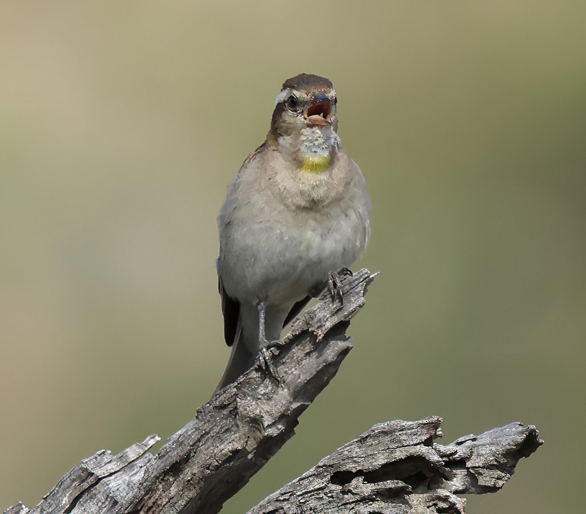 Yellow-throated Bush Sparrow - ML646297643