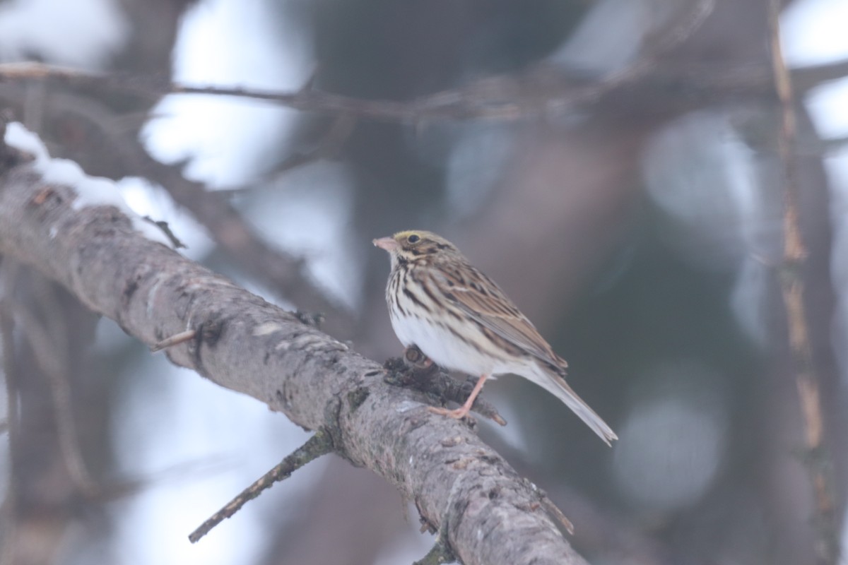 Savannah Sparrow - ML646297644
