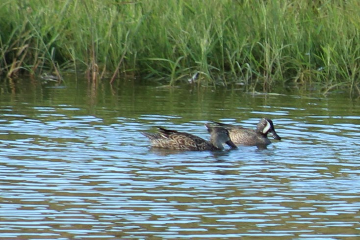 Blue-winged Teal - ML646297645