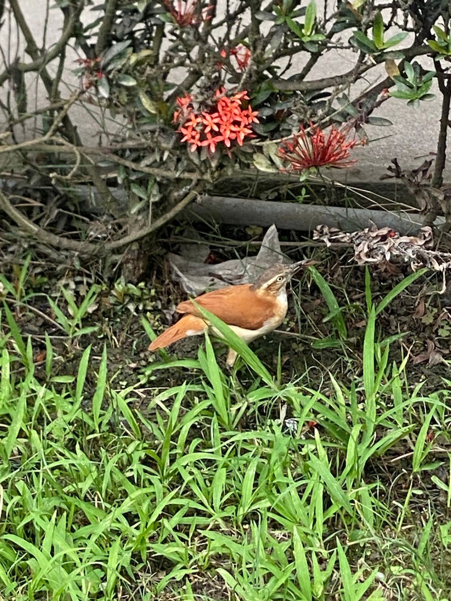 Pacific Hornero - ML646297650