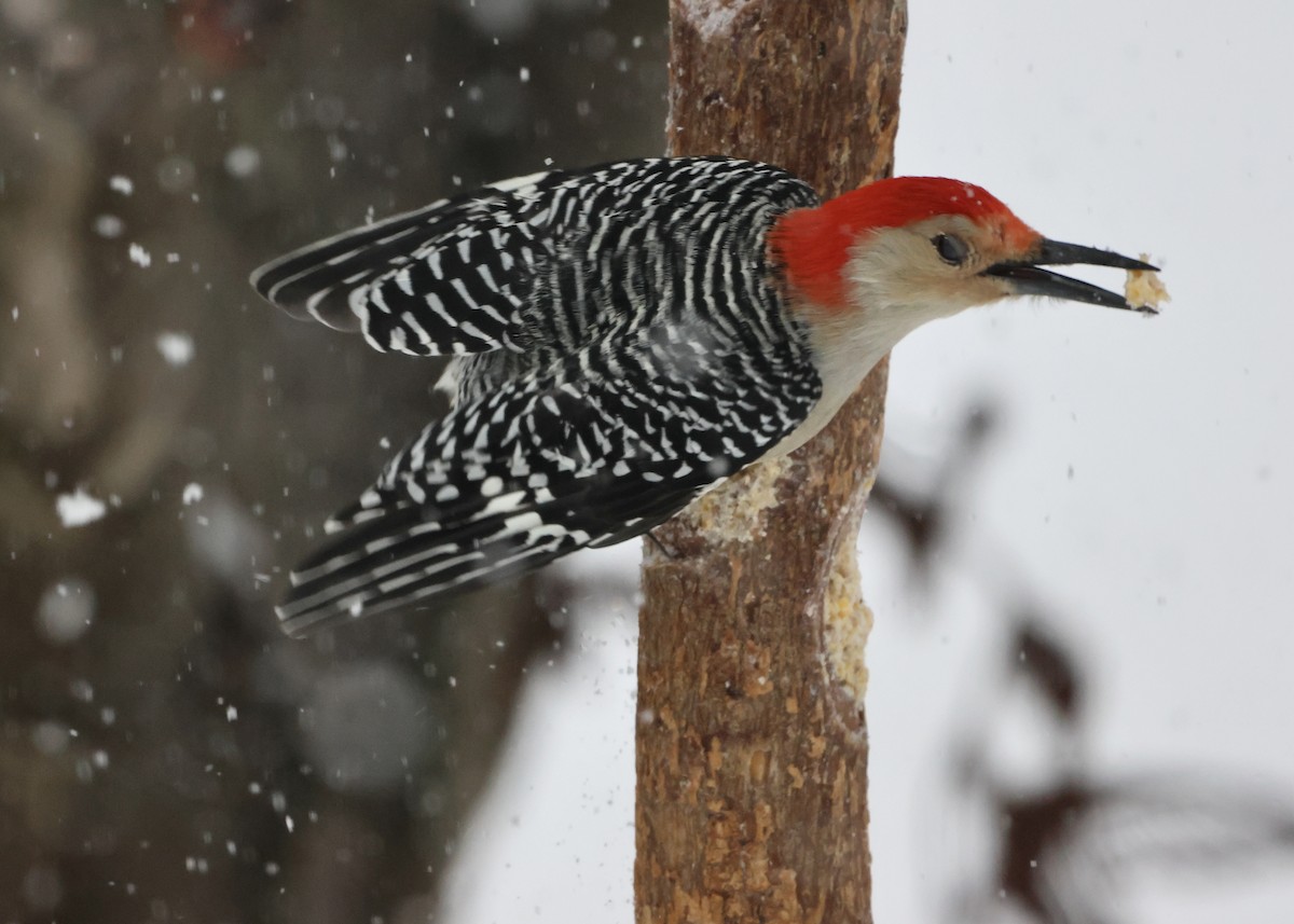 Red-bellied Woodpecker - ML646297652