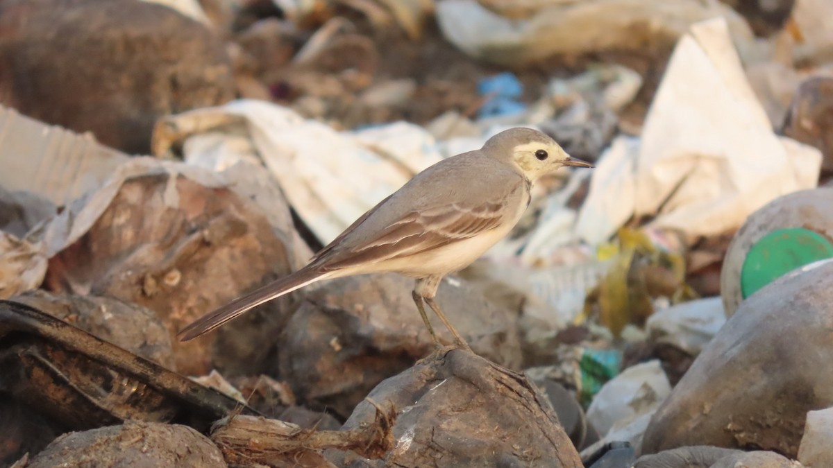 White Wagtail - ML646297653